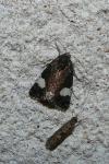 Tyta luctuosa