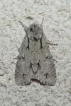 Acronicta psi/tridens