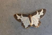 Lomaspilis marginata
