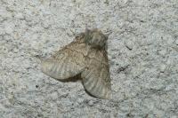 Gluphisia crenata