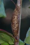 Furcula bifida
