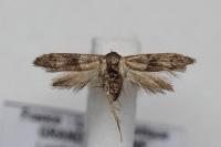 Blastobasis glandulella