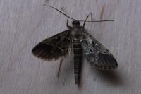 Duponchelia fovealis