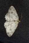 Ectropis crepuscularia