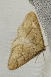 Phigaliohybernia marginaria