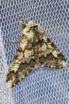 Biston strataria