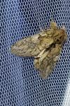 Peridea anceps