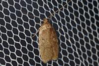 Agonopterix heracliana