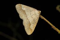 Phigaliohybernia marginaria