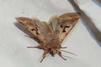 Orthosia gothica