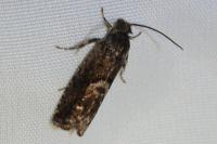 Pammene giganteana