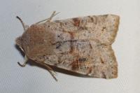 Orthosia incerta