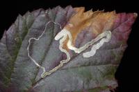Stigmella aurella