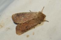 Orthosia cruda