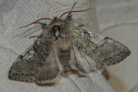 Achlya flavicornis