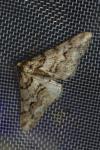 Agriopis leucophaearia