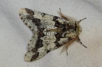 Biston strataria