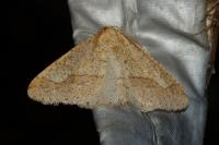 Phigaliohybernia marginaria