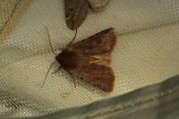 Cerastis rubricosa