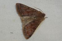 Orthosia incerta