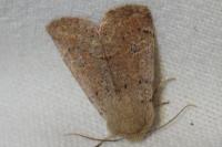 Orthosia cruda