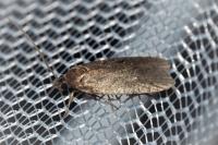 Agonopterix cnicella