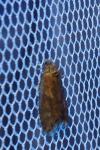 Tortricodes alternella