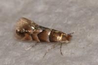 Phyllonorycter nicellii