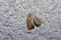 Apoda limacodes