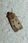 Agrotis exclamationis