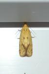 Agapeta hamana