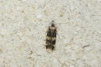 Oegoconia
