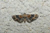 Eupithecia linariata
