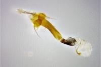 Coleophora lutipennella