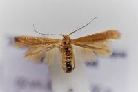 Coleophora lutipennella