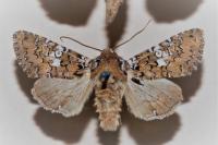 Hadena albimacula