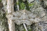 Ectropis crepuscularia