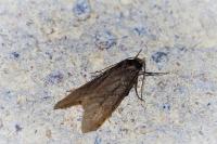 Tortricodes alternella