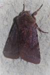 Cerastis rubricosa