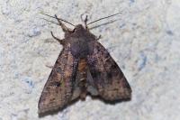 Orthosia incerta