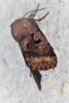 Orthosia gothica
