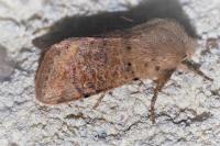 Orthosia cruda