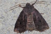 Conistra ligula