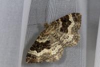 Epirrhoe alternata