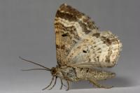 Epirrhoe alternata