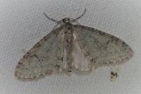 Trichopteryx carpinata