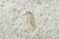 Agonopterix pallorella
