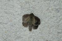 Autographa gamma