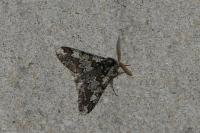 Biston strataria