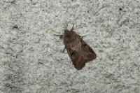 Orthosia gothica